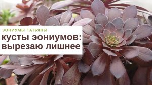 №126 Эониумы: вырезаю лишнее