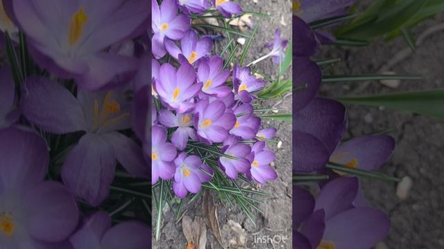 Какая яркая весна! Первоцветы.
