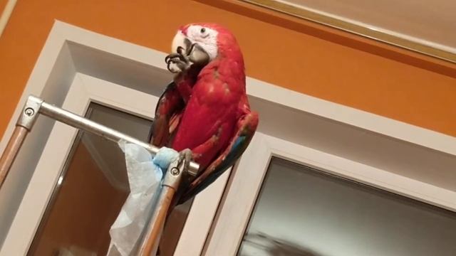 Попугай Кирюша. смотреть онлайн