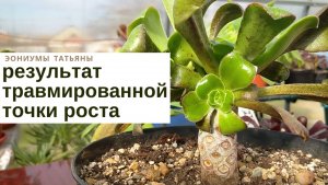 №125 Травмированная точка роста эониумов 4