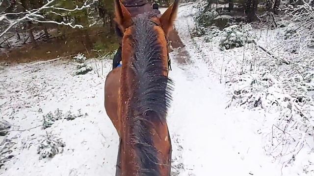 Конная прогулка. #лошади#верховаяезда#лошадки