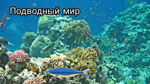 ПОДВОДНЫЙ МИР В ШАРМ-ЭЛЬ-ШЕЙХЕ!