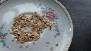 Посев индетерминантных помидоров на рассаду