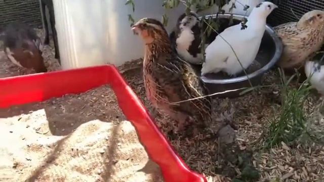 Coturnix quail roo crowing смотреть онлайн