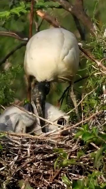 #black #haded #ibis #knpnationalpark #short смотреть онлайн