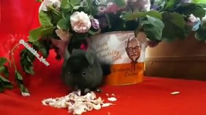 Крошка -Ерошка