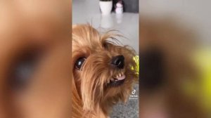 ЛУЧШИЕ ВАЙНЫ И ПРИКОЛЫ ТИК ТОК | Злой Пёс