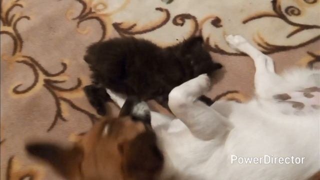 Очень приставучий котёнок.2017г. #животные