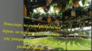 ГРУША