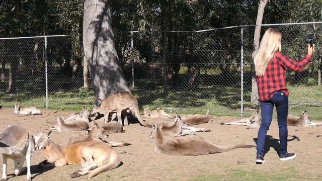 Kangaroo Crazy смотреть онлайн