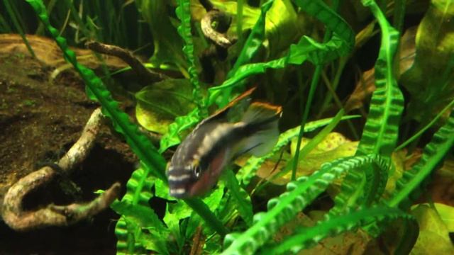 Apistogramma baenschi chasing of a pair of kribs смотреть онлайн