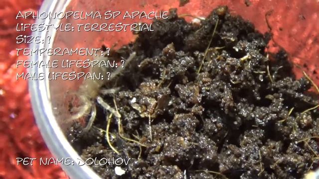 Caresheets for my latest Global tarantula market order
