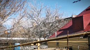 Цветение абрикосы в Ростовской области