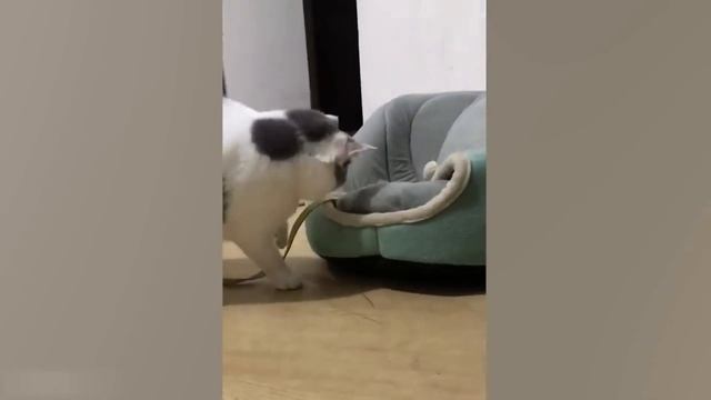 Приколы с котами. Смешная озвучка.

#Развлекательно
#Юмор
#Природа