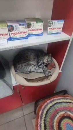 Хотели взять СЕДЬМОГО КОТА, нам его не ОТДАЛИ😩/Кому нужны 18 КОТИКОВ😺