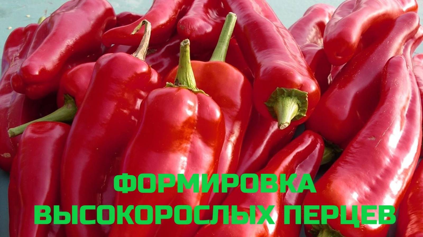 ФОРМИРОВКА ВЫСОКОРОСЛЫХ ПЕРЦЕВ.