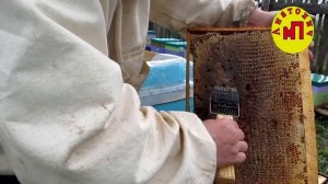 Пчеловодный пасечный ёж для распечатки медовых рамок