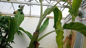бананы в теплице