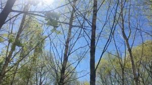 Черемуха душистая с весною расцвела..