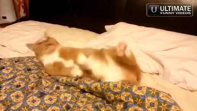 самые смешные приколы с животными и людьми 1 смотреть онлайн