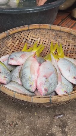 Молодой шеф-повар готовит рыбу по вкусным рецептам