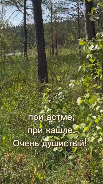 Мощнейшее природное средство для лечения пневмонии смотреть онлайн