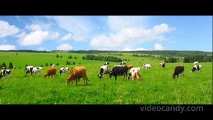 1000959068.mp4