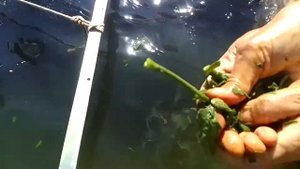 Помидоры, быстро отмываем руки от ботвы томатов.