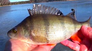 ДАЖЕ ЛЕСКА ЗВЕНИТ!