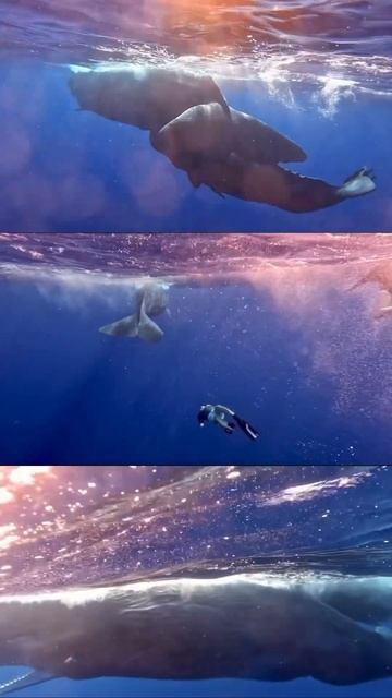 #freediving