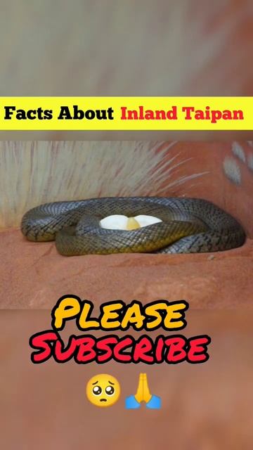 Facts About Inland Taipan🐍🐍 #factsinhindi #amazingfacts #facts #ytshorts #factsvideo #shorts #gk
