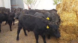 АБЕРДИН АНГУС БУКАЛАР 100% ТОЗЗАЛАРИ. 903057667 манзил кукон. наймансойда.