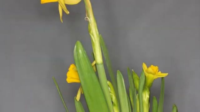 Narcis смотреть онлайн