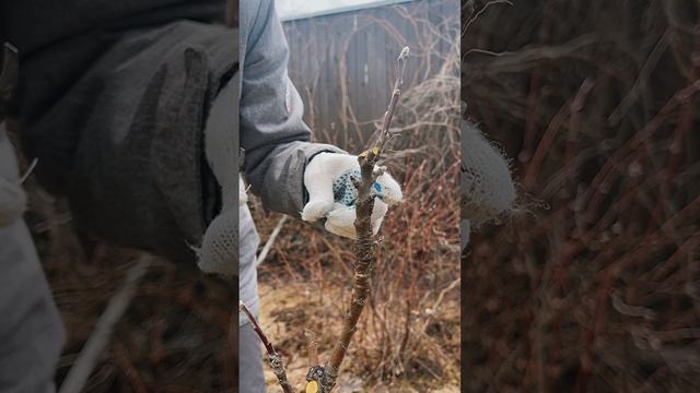 Уход за колоновидными яблонями.