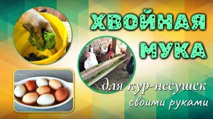 ХВОЙНАЯ МУКА для кур-несушек. Курятник на даче