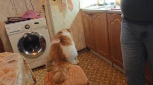 Дрессированный кот