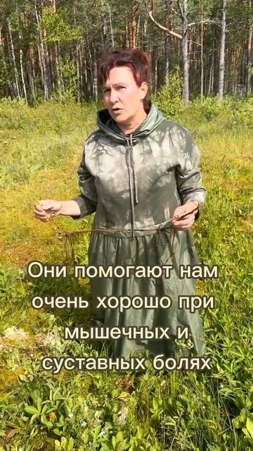 Целебная настойка при болях в мышцах и суставах смотреть онлайн