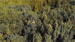 Цапля. Серая цапля. Полёт птицы. Цапля на гнезде. Птенцы цапли. Белая цапля. Про птиц. Птицы.