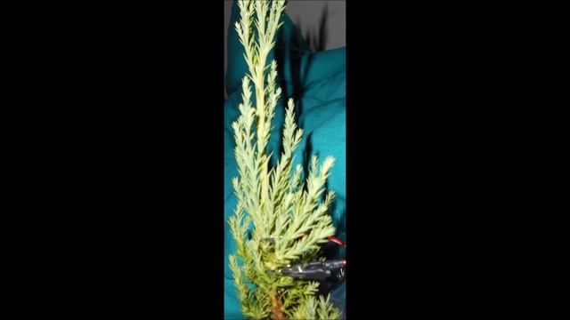 Song of the Giant Sequoia 8 13 2019 смотреть онлайн