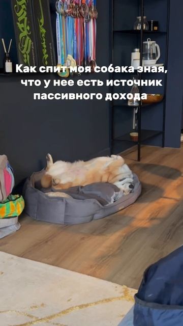 Когда твоя собака знает про пассивный доход смотреть онлайн