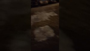 Тибетский терьер