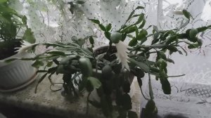 12 марта 2025г. Что растёт на подоконнике? Как украсить кактус декабрист?