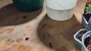 посадка манго из косточки. манго дома на подоконнике