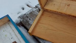 Обзор простого дна безфальцевого улья/первые потери в зимовке 2024