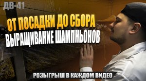 ЧТО ДЕЛАТЬ ЕСЛИ ВЫРОСЛО МНОГО ГРИБОВ? | ДВ41