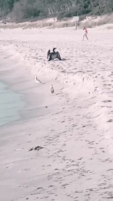 Балтийское море! Черный баклан принимает солнечные ванны! 11.07.2023. смотреть онлайн