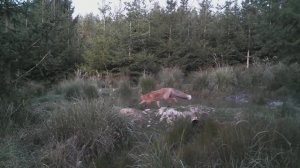 Пятнистый кабанчик и лиса у лесного озера