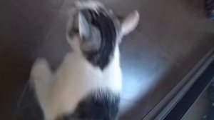 Фразы Барсика 3000