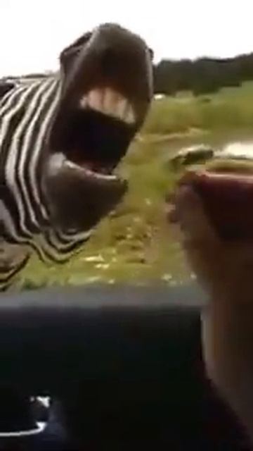 Zebra Sings for Food, Funny смотреть онлайн