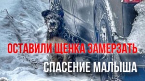ЗАБИЛСЯ ПОД МАШИНОЙ И МЕРЗ | ЗАМЕРШИЙ ЩЕНОК ОБРЕЛ СВОЙ ТЕПЛЫЙ ДОМ | КАДРЫ СЧАСТЬЯ И ЛЮБВИ